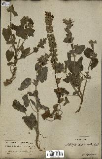 spécimen de Stachys circinata