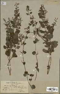 spécimen de Calamintha menthifolia