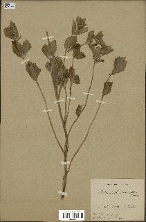 spécimen de Calamintha grandiflora