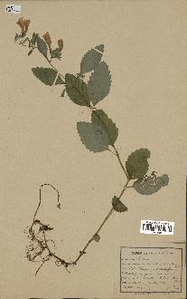 spécimen de Calamintha grandiflora