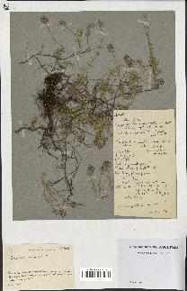 spécimen de Thymus serpyllum