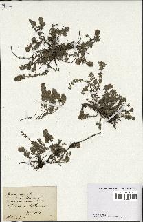 spécimen de Thymus serpyllum