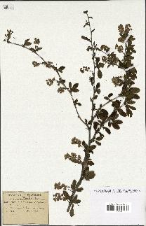 spécimen de Berberis vulgaris