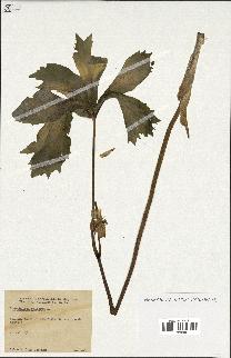 spécimen de Podophyllum peltatum
