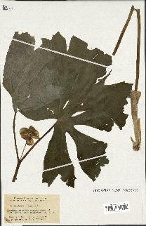 spécimen de Podophyllum peltatum