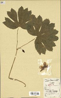 spécimen de Podophyllum peltatum