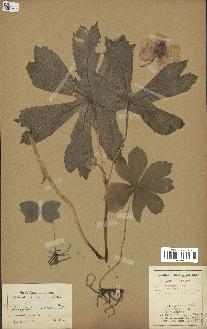 spécimen de Podophyllum peltatum