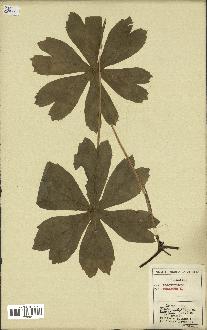 spécimen de Podophyllum peltatum