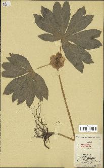 spécimen de Podophyllum peltatum