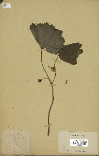 spécimen de Podophyllum peltatum