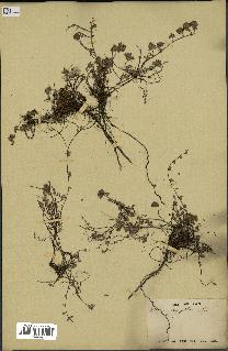 spécimen de Thymus serpyllum