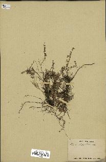 spécimen de Thymus serpyllum