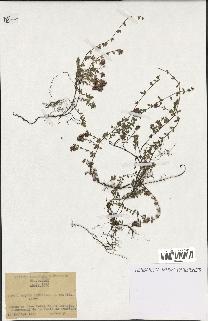 spécimen de Thymus serpyllum