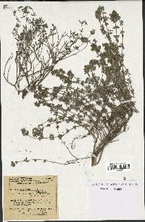 spécimen de Thymus serpyllum