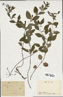 spécimen de Calamintha grandiflora