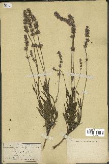 spécimen de Lavandula delphinensis