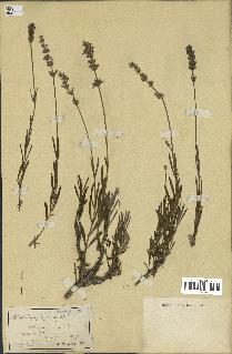 spécimen de Lavandula fragrans