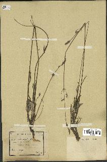 spécimen de Lavandula latifolia