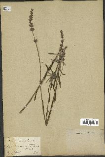 spécimen de Lavandula latifolia