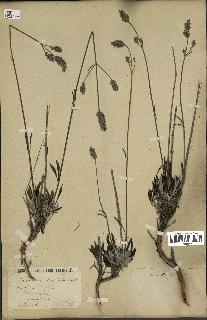 spécimen de Lavandula latifolia