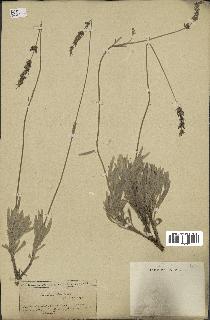 spécimen de Lavandula lanata
