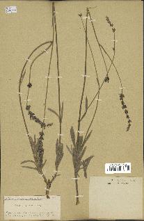 spécimen de Lavandula lanata