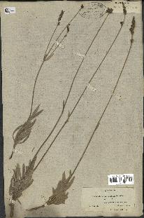 spécimen de Lavandula lanata