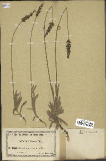spécimen de Lavandula lanata