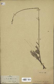 spécimen de Lavandula lanata