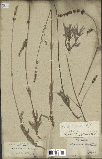 spécimen de Lavandula lanata