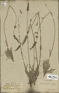 spécimen de Lavandula lanata