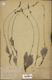 spécimen de Lavandula lanata
