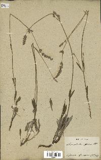 spécimen de Lavandula spica