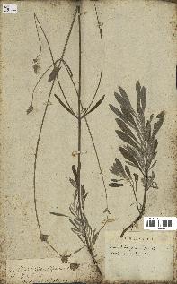 spécimen de Lavandula spica
