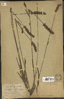 spécimen de Lavandula latifolia