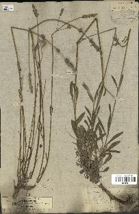 spécimen de Lavandula latifolia