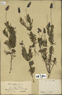 spécimen de Lavandula dentata