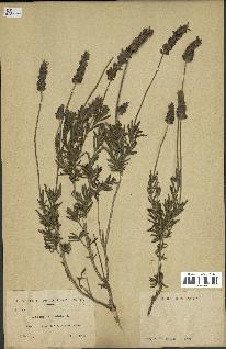 spécimen de Lavandula dentata