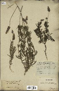 spécimen de Lavandula dentata