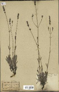 spécimen de Lavandula latifolia