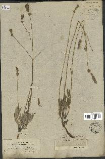 spécimen de Lavandula latifolia