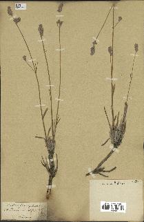 spécimen de Lavandula latifolia