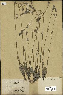 spécimen de Lavandula latifolia