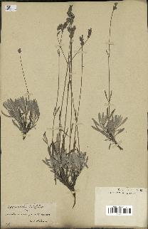 spécimen de Lavandula latifolia