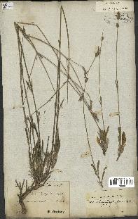 spécimen de Lavandula latifolia