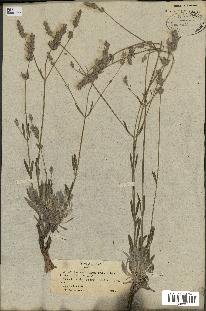 spécimen de Lavandula latifolia