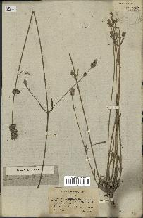 spécimen de Lavandula latifolia