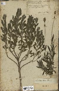 spécimen de Lavandula latifolia