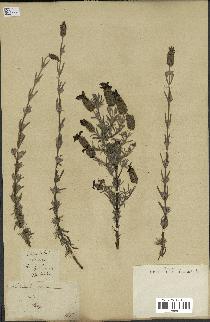 spécimen de Lavandula stoechas