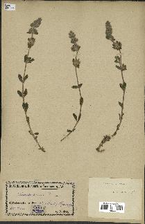 spécimen de Sideritis hirsuta
